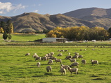 Sheep on Farmland, Near Tarras, Otago, South Island, New Zealand, Pacific