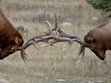Two Bull Elk (Cervus Canadensis) Fighting, Jasper National Park, Alberta, Canada, North America