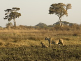 Lioness and Cubs, Busanga Plains, Kafue National Park, Zambia, Africa