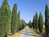 Buy Tree Lined Rural Road, Val D'Orcia, Siena Province, Tuscany, Italy, Europe at AllPosters.com