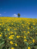 Buy Fields, Road to Pindaya, Shan State, Myanmar (Burma), Asia at AllPosters.com