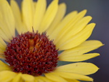 Buy Common Gaillardia, Glacier National Park, Montana at AllPosters.com