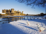 Ducks Walking in the Snow, Caerphilly Castle, Caerphilly, Gwent, Wales, United Kingdom, Europe