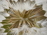 Buy Western Salsify (Goatsbeard) (Tragopogon Dubius) Seedhead, Glacier National Park, Montana at AllPosters.com