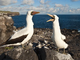 Nazca Booby (Sula Dactylatra), Suarez Point, Isla Espanola, Galapagos Islands, Ecuador