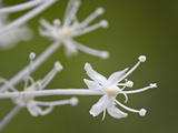 Buy Bear Grass (Indian Basket Grass) (Xerophyllum Tenax), Glacier National Park, Montana at AllPosters.com