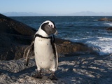 Jackass Penguin (Speniscus Demersus) (African Penguin), Boulders Beach, Cape Town, South Africa