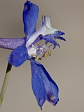 Buy Anderson's Larkspur (Delphinium Andersonii), Canyon Country, Utah at AllPosters.com