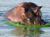 Hippo (Hippopotamus Amphibius), Kruger National Park, Mpumalanga, South Africa, Africa