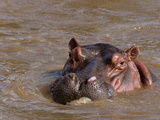 Hippopotamus (Hippopotamus Amphibius), Tsavo East National Park, Kenya, East Africa, Africa