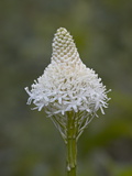 Buy Bear Grass (Indian Basket Grass) (Xerophyllum Tenax), Glacier National Park, Montana at AllPosters.com