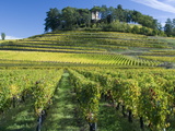 Vineyards, St. Emilion, Gironde, France, Europe