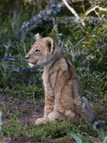 Lion Cub (Panthera Leo), Kariega Game Reserve, South Africa, Africa