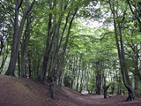 Buy Ambresbury Banks, Epping Forest, Essex, England, United Kingdom, Europe at AllPosters.com