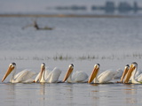 American White Pelican (Pelecanus Erythrorhynchos) Fishing, Yellowstone National Park