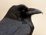 Common Raven (Corvus Corax), Petrified Forest National Park, Arizona