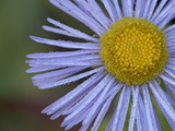 Buy Showy Daisy (Erigeron Speciosus), Glacier National Park, Montana at AllPosters.com