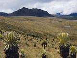 Frailejone Plants in Los Nevados National Park, Salento, Colombia, South America