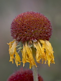 Buy Common Gaillardia Seedhead, Glacier National Park, Montana at AllPosters.com