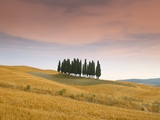 Buy Cypress Trees in Tuscan Field, Val D'Orcia, Siena Province, Tuscany, Italy, Europe at AllPosters.com