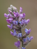 Buy Purple Loco, Weston Pass, Pike and San Isabel National Forest, Colorado at AllPosters.com