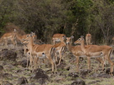 Impala (Aepyceros Melampus), Masai Mara, Kenya, East Africa, Africa