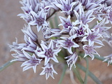 Buy Prairie Wild Onion (Allium Textile), Goblin Valley State Park, Utah at AllPosters.com
