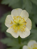 Globeflower (Trollius Laxus), Shoshone National Forest, Wyoming