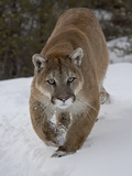 Mountain Lion (Cougar) (Felis Concolor) in Snow in Captivity, Near Bozeman, Montana