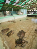 Old Hegg Turtle Sanctuary, Bequia, St. Vincent and the Grenadines, Windward Islands