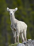 Stone Sheep (Ovis Dalli Stonei) Lamb, Muncho Lake Provincial Park, British Columbia, Canada