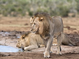 Male Lions Panthera Leo), Addo National Park, Eastern Cape, South Africa, Africa