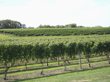 Vineyard of Winery, the Hamptons, Long Island, New York, United States of America, North America