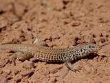 Central Western Whiptail (Cnemidophorus Tigris Septentrionalis), Arches National Park, Utah, USA