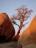Buy Bare Tree Among Boulders at Sunrise, Joshua Tree National Park, California at AllPosters.com