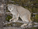 Canadian Lynx (Lynx Canadensis) in a Tree, in Captivity, Near Bozeman, Montana, USA