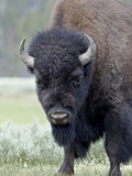 Bison, Yellowstone National Park, UNESCO World Heritage Site, Wyoming