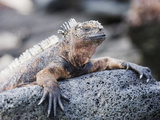 Marine Iguanas (Amblyrhynchus Cristatus), Isla Santa Cruz, Galapagos Islands, Ecuador
