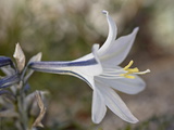 Buy Desert Lily (Hesperocallis Undulata), Anza-Borrego Desert State Park, California at AllPosters.com