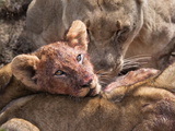 Lion Cub (Panthera Leo) on Kill, Kwandwe Private Reserve, Eastern Cape, South Africa, Africa
