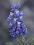 Buy Miniature Lupine (Lupinus Bicolor), Shoshone National Forest, Wyoming at AllPosters.com