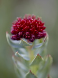 Buy Roseroot (King's Crown) (Sedum Rosea), Mount Evans, Colorado at AllPosters.com