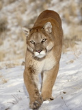 Mountain Lion (Cougar) (Felis Concolor) in the Snow, in Captivity, Near Bozeman, Montana, USA