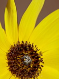 Buy Prairie Sunflower (Helianthus Petiolaris), the Needles District, Canyonlands National Park, Utah at AllPosters.com
