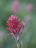 Buy Giant Red Paintbrush (Indian Paintbrush) (Castilleja Miniata), Yellowstone National Park, Wyoming at AllPosters.com