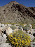 Buy Brittlebush (Encilia Farinosa) in Borrego Palm Canyon, Anza-Borrego Desert State Park, California at AllPosters.com