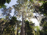 Trees Covered With Fronds of Tillandsia, El Gallineral Park, San Gil, Colombia, South America