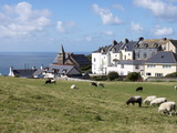 Grazing Sheep, Mortehoe, Devon, England, United Kingdom, Europe