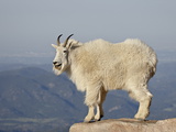 Buy Mountain Goat (Oreamnos Americanus), Mount Evans, Colorado, USA at AllPosters.com