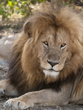 Lion (Panthera Leo), Masai Mara, Kenya, East Africa, Africa